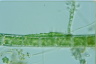 Aphanochaete repens