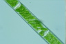 Spirogyra