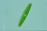 Closterium libellula