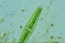 Closterium libellula