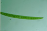 Closterium turgidum