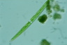 Closterium cornu