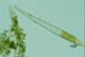 Closterium ralfsii