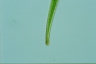 Closterium ralfsii