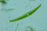 Closterium abruptum