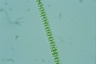 Sphaerozosma granulata