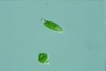 Euglena viridis