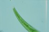 Closterium rostratum