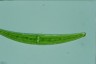 Closterium rostratum