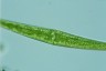 Closterium ralfsii