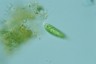 Euglena