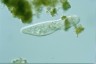 Paramecium caudatum