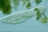 Paramecium caudatum