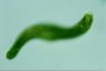 Euglena ehrenbergii