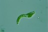 Euglena deses