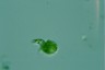 Euglena deses