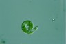 Euglena deses