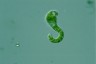 Euglena deses