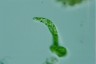 Euglena deses