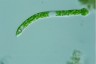 Euglena deses