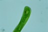 Euglena gigas