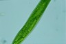 Euglena gigas