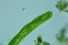 Euglena oxyuris