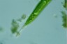 Euglena oxyuris