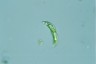 Euglena tripteris