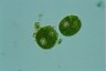 Euglena