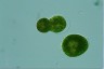 Euglena