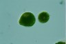 Euglena