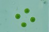 Asterococcus