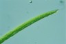 Closterium praelongum