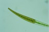 Closterium ralfsii