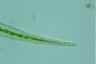 Closterium ralfsii