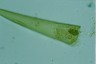 Closterium ralfsii