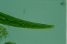 Closterium ralfsii