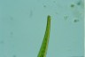 Closterium ralfsii