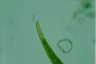 Closterium ralfsii