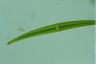 Closterium ralfsii