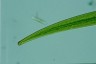 Closterium ralfsii