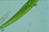 Closterium ralfsii