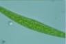 Closterium ralfsii