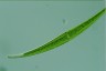 Closterium ralfsii