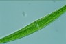 Closterium ralfsii