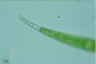 Closterium ralfsii