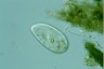 Paramecium trichium