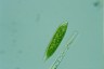 Euglena schmitzii