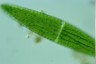 Closterium lunula